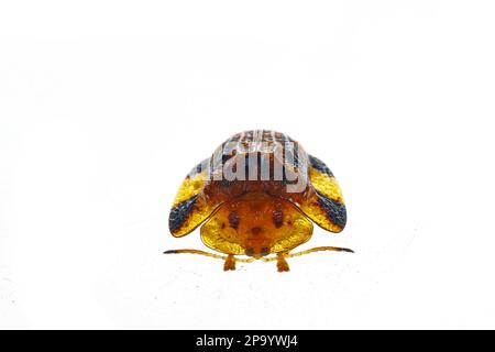Beet big tortoise shell on a white background, close-up pictures Stock ...