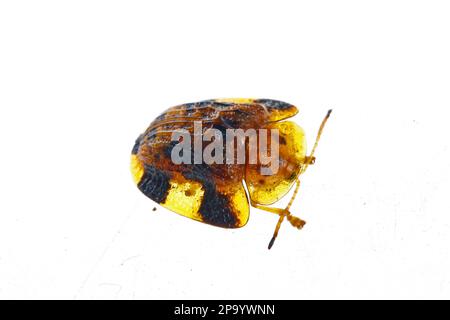 Beet big tortoise shell on a white background, close-up pictures Stock ...