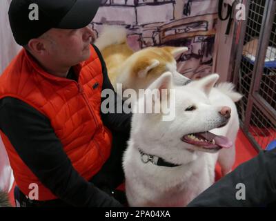 CRUFTS 2023 Birmingham UK Stock Photo