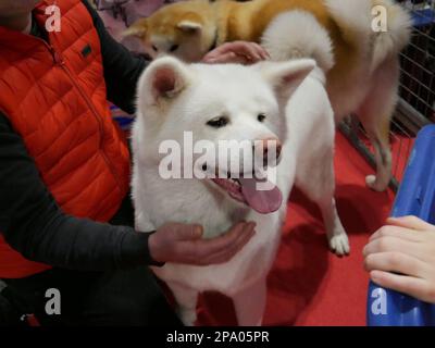 CRUFTS 2023 Birmingham UK Stock Photo