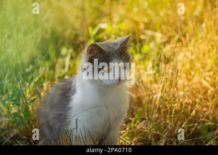 Cheerful cat sits on a background of multicolored dry grass. Short haired cat in the autumn fall. Stock Photo
