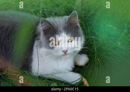 Cat resting in long grass on summer day. Adult domestic cat sitting in grass. Stock Photo