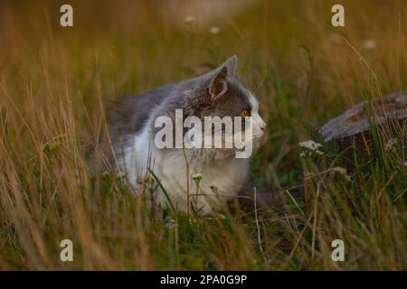 Cheerful cat sits on a background of multicolored dry grass. Short haired cat in the autumn fall. Portrait of a cute kitten in profile. Stock Photo