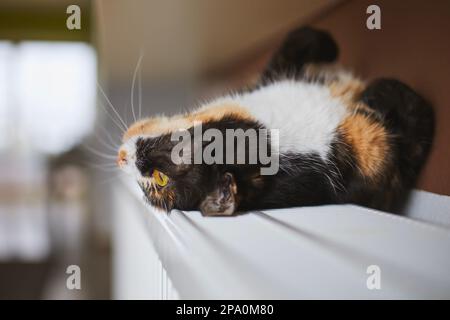 Domestic life with pet. Playful tabby cat lying on back on heater at home. Stock Photo
