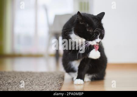 Domestic life with pet. Cute black cat is licking paw on floor at home. Stock Photo