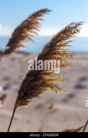 Reeds against the blue sky Stock Photo
