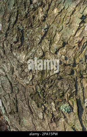 Old tree bark with beautiful patterns for graphic design or wallpapers.Natural background in abstract style Stock Photo