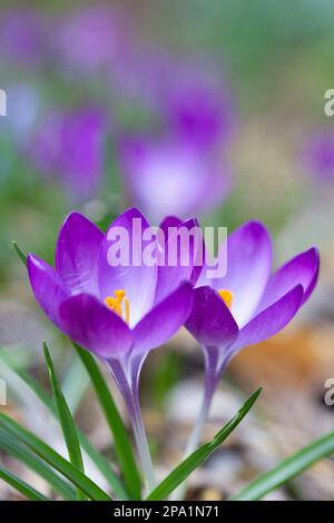 UK Weather, London, 11 March 2023: The Met Office reported a 20 degree difference in overnight temperatures between the South Coast and northern Scotland. In London sunny spells during the morning encouraged crocuses to open and bees to collect pollen. Anna Watson/Alamy Live News Stock Photo