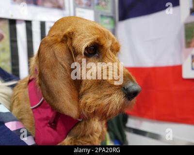 CRUFTS 2023 Birmingham UK Stock Photo