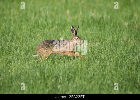 European brown hare (Lepus capensis), running across a meadow, Anholt, Lower Rhine, North Rhine-Westphalia, Germany Stock Photo