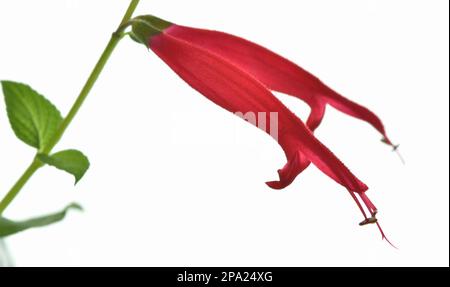 Red Pineapple Sage flowers on a white background Stock Photo