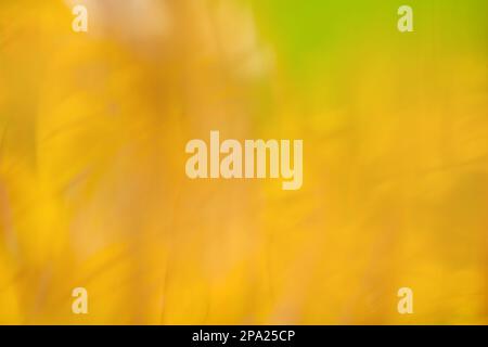 Autumn forest bokeh multicolored texture. Autumn abstract blurred background. Stock Photo