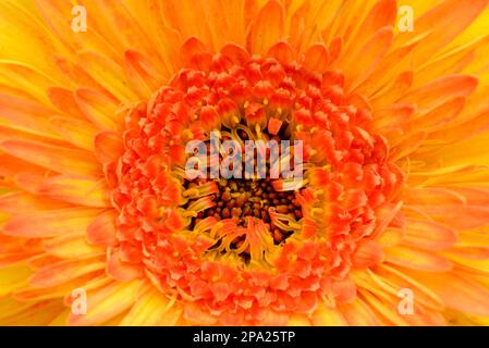 Closeup image of a yellow orange Gerbera daisy showing the center of the flower Stock Photo