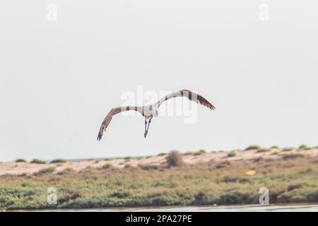Flamingo Flying in the Sky Tunis, Tunisia Stock Photo