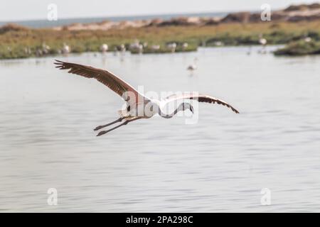 Flamingo Flying in the Sky Tunis, Tunisia Stock Photo
