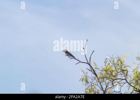 European bee-eater bird sitting on a tree branch with a blue background Stock Photo