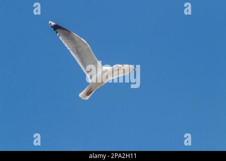 Seagull flying high on the wind. flying gull. Seagull flying on blue sky. Stock Photo