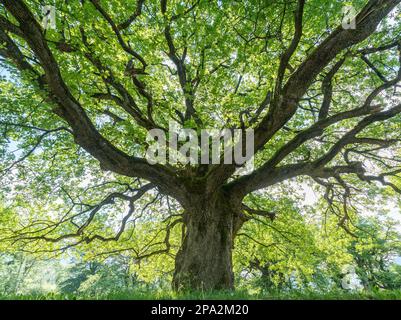 Majestic old oak giving shade to a spring meadow near the village of Maienfeld in Switzerland Stock Photo