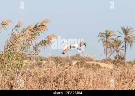 Flying Greater flamingo, Tunis, Africa Stock Photo