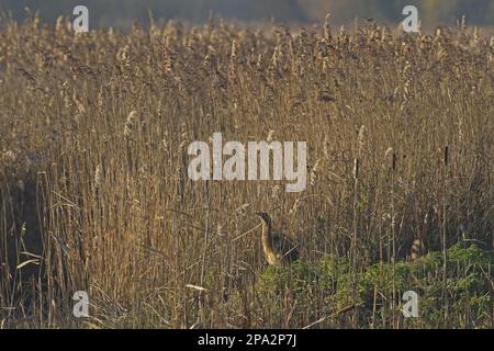 Great eurasian bittern (Botaurus stellaris) adult, standing in reed habitat, Strumpshaw Fen RSPB Reserve, River Yare, The Broads N. P. Norfolk Stock Photo