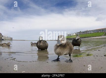 Common Eider (Somateria mollissima) duckling and four adult females, at beach in harbour of seaside village, Seahouses, Northumberland, England Stock Photo