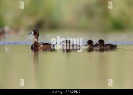 Tufted Duck (Aythya fuligula) adult female with four duckling, swimming, Warwickshire, England, United Kingdom Stock Photo