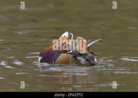 Mandarin duck (Aix galericulata) introduced species, adult male, preening at water's edge, Pensthorpe Nature Reserve, Norfolk, England, United Kingdom Stock Photo