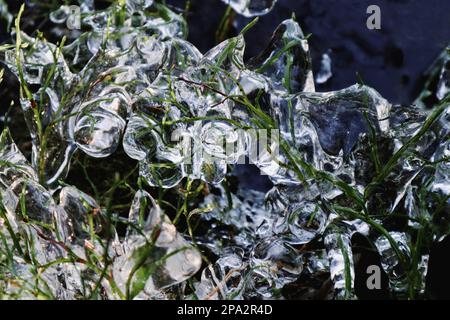 Wild blueberries covered with thick layer of ice during chilly weather of February in Scandinavia, Sweden. Stock Photo