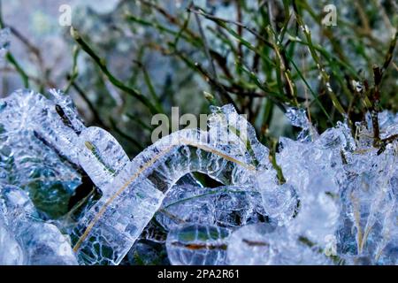 Wild blueberries and grass covered with thick layer of ice during hash Scandinavian winter. Stock Photo