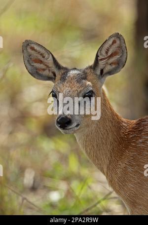 Sharpe's sharpe's grysbok (Raphicerus sharpei), adult female, close-up of head, Kruger N. P. Great Limpopo Transfrontier Park, South Africa Stock Photo