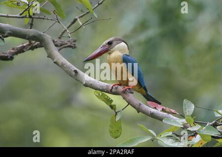 Stork-billed Kingfisher (Pelargopsis capensis malaccensis) adult, perched on branch, Polonnaruwa N. P. Sri Lanka Stock Photo