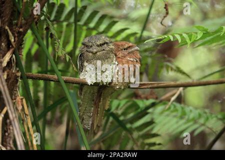 Sri Lanka Frogmouth (Batrachostomus moniliger) adult pair, perched at daytime roost, Sri Lanka Stock Photo