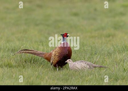 Common pheasant (Phasianus colchicus), adult pair, standing in grass field, Suffolk, England, United Kingdom Stock Photo