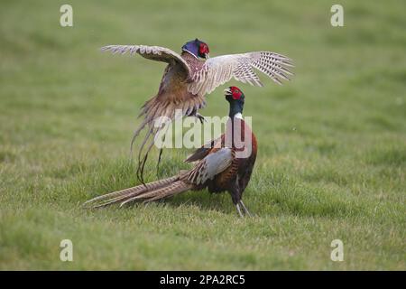 Common pheasant (Phasianus colchicus) two adult males, fighting in grass field, Suffolk, England, United Kingdom Stock Photo