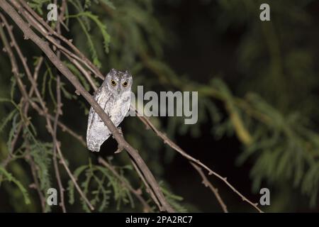 African african scops owl (Otus senegalensis), adult, sitting on a branch in a semi-desert dry savannah at night, Samburu National Reserve, Kenya Stock Photo