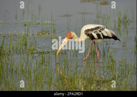 Painted painted stork (Mycteria leucocephala), adult, running in shallow water, Yala N. P. Sri Lanka Stock Photo