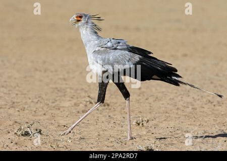 Secretary-bird (Sagittarius serpentarius) adult, walking, Kalahari Gemsbok N. P. Kgalagadi Transfrontier Park, Northern Cape, South Africa Stock Photo