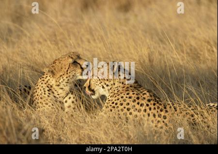 Acinonyx jubatus fearsoni, East African cheetah, East African cheetahs, predators, mammals, animals, Cheetah (Acinonyx jubatus raineyii) two adults Stock Photo