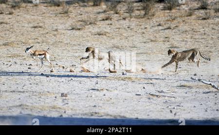 Cheetah (Acinonyx jubatus jubatus) two immatures, hunting, chasing Springbok (Antidorcas marsupialis) calf, Kalahari Gemsbok N. P. Kgalagadi Stock Photo