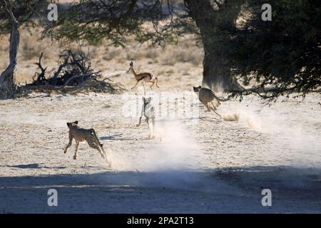 Cheetah (Acinonyx jubatus jubatus) three immatures, hunting, chasing Springbok (Antidorcas marsupialis) calf, Kalahari Gemsbok N. P. Kgalagadi Stock Photo