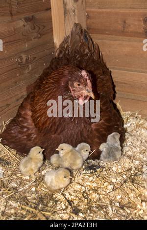 A New Hampshire red cross hen with foster Lavender Pekin chicks Stock ...