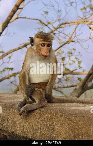 Toque Macaque (Macaca sinica sinica) immature, sitting on wall, Sigiriya Rock Fortress, Sri Lanka Stock Photo