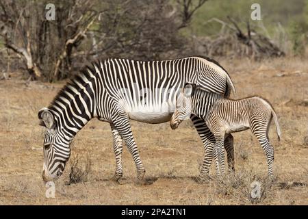 Grevy's grevy's zebra (Equus grevyi), adult female and foal, standing in semi-desert dry savannah, Samburu National Reserve, Kenya Stock Photo