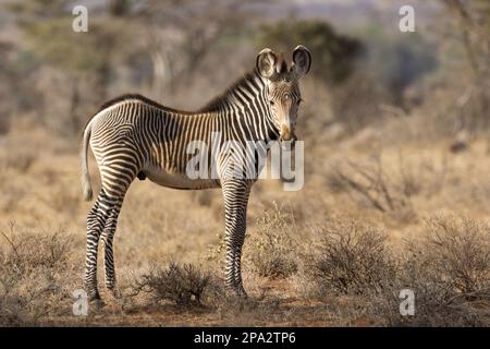 Grevy's grevy's zebra (Equus grevyi) foal, standing in semi-desert dry savannah, Samburu National Reserve, Kenya Stock Photo