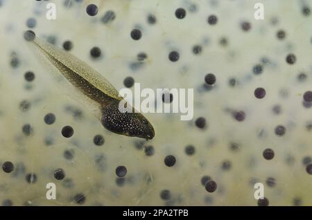 Common Frog (Rana temporaria) tadpole and spawn, in tank, Nottinghamshire, England, United Kingdom Stock Photo