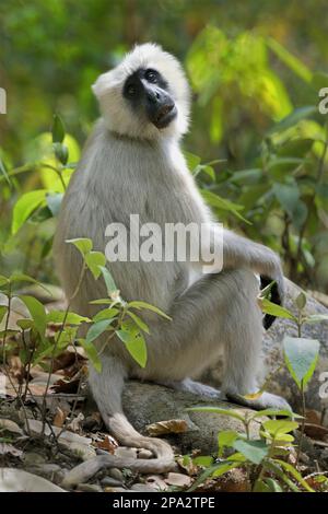 Tarai Grey tarai grey langur (Semnopithecus hector) adult, sitting on forest floor, Jim Corbett N.P., Uttarkhand, India Stock Photo