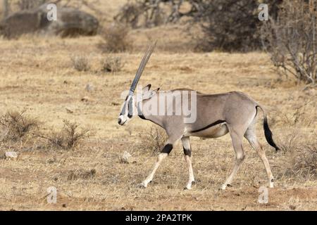 Beisa, antelopes, ungulates, cloven-hoofed animals (Oryx gazella), mammals, animals, east african oryx (Oryx beisa beisa) adult, walking in Stock Photo