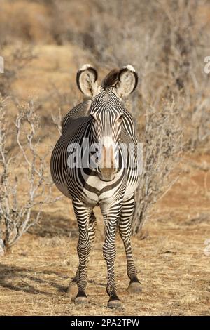 Adult grevy's zebra (Equus grevyi), standing in semi-desert dry savannah, Samburu National Reserve, Kenya Stock Photo