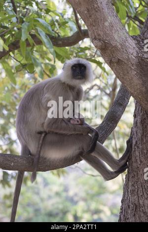 Southern southern plains gray langur (Semnopithecus dussumieri), adult female with young, sitting on branch in tree, Kanha N. P. Madhya Pradesh, India Stock Photo