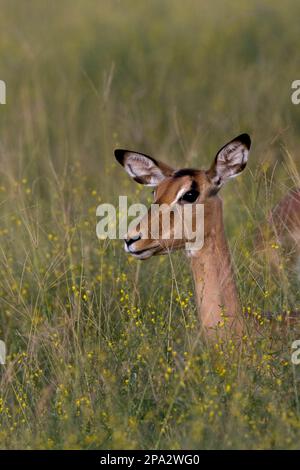 Impala, black heeled antelope, impalas, black heeled antelopes, antelopes, ungulates, even-toed ungulates, mammals, animals, female impala Stock Photo
